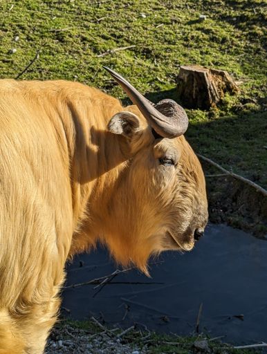 Vorschau Bild von Imposantes Goldtakin-Männchen im Profil
