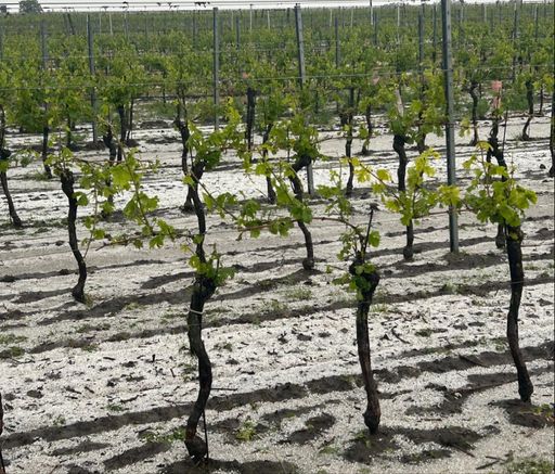 Hagel_Wein_Gols