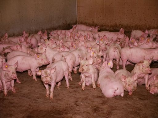 Schweine auf Vollspaltenboden