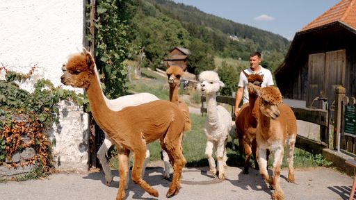 Vorschau Bild von Einen etwas anderen Weg geht man am Stauderhof –
hier gehören Alpakas zur Tagesordnung