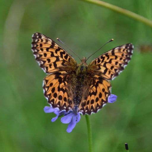 Vorschau Bild von Natterwurzperlmutterfalter auf Skabiose