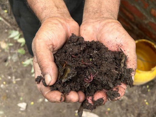 Vorschau Bild von Ein Landwirt zeigt seinen nährstoffreichen
Vermicompost (Wurmkompost), eine nachhaltige Lösung zur Anreicherung
des Bodens. Diese klimafreundliche Technologie verbessert das
Pflanzenwachstum und unterstützt umweltfreundliche Anbaumethoden.