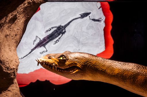 Sensationsfunde: 240 Millionen Jahre alte Dinos ab
jetzt in der neu gestalteten Fossilien-Ausstellung „Versteinerte
Welten“ im Biosphärenpark-Zentrum Nockalmhof