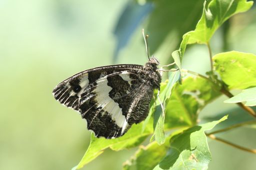 Schmetterling Weißer Waldportier