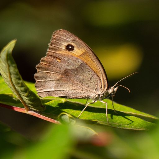 Vorschau Bild von Schmetterling Großes Ochsenauge