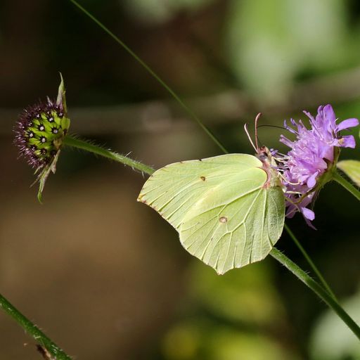 Vorschau Bild von Schmetterling Zitronenfalter von Johannes Teufl