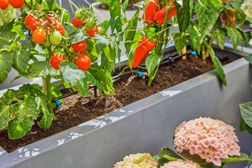 81 % der Befragten einer aktuellen Umfrage im
Auftrag von GARDENA gaben an, dass selbst angebautes Obst und Gemüse
einfach besser schmeckt.