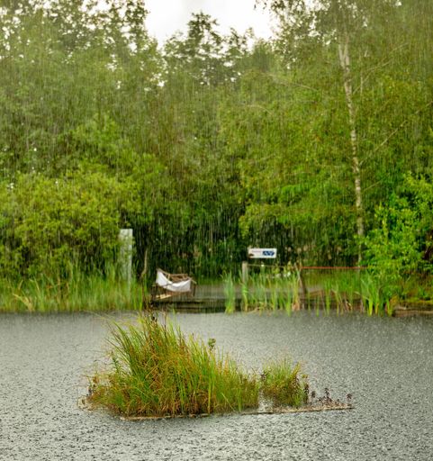 Vorschau Bild von Ein Hotspot der Artenvielfalt - der Naturpark
Hochmoor Schrems