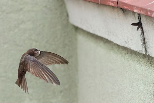  Ein Mauersegler fliegt zum Nest