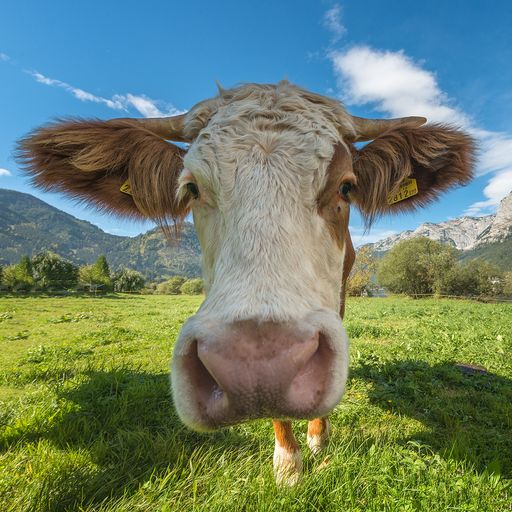 Weidetiere wie Ziegen, Schafe, Pferde und auch
Rinder sind grundsätzlich friedliche Tiere. Trotzdem gilt es, ein
paar Verhaltensregeln zu beachten, wenn man beim Wandern auf sie
trifft.