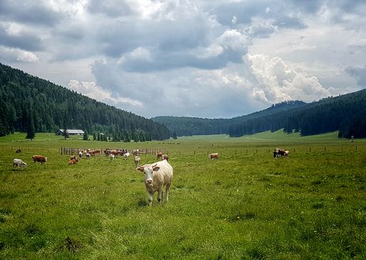 Vorschau Bild von Beim Wandern über Almen ist es gut, immer auf
gekennzeichneten Wegen zu bleiben und nicht direkt durch die Herde
zu wandern.