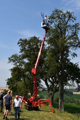 Vorschau Bild von Engelbert Wieser zeigt Beschneidungsmaßnahmen an einem
Hochstammbirnbaum mit Hilfe einer geländegängigen Raupenarbeitsbühne