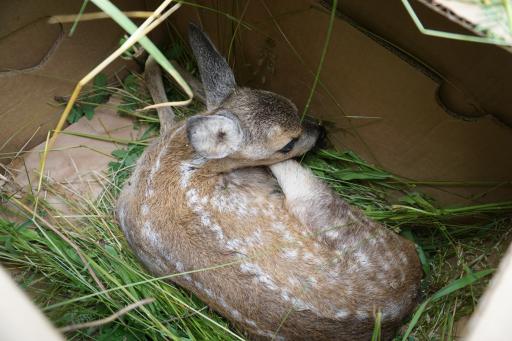die geretteten Kitze werden sorgsam mit Gras
geborgen und nach der Mahd wieder auf dem Feld ausgesetzt, sodass
die Gais sie findet.