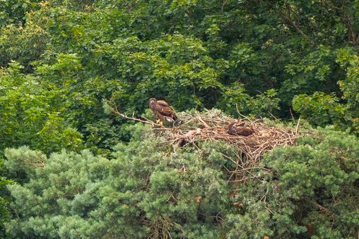 Vorschau Bild von Erfolgreiche Seeadlerbrut im Thayatal