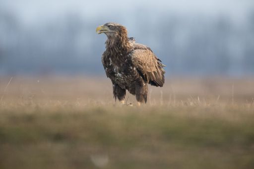 Vorschau Bild von Erfolgreiche Seeadlerbrut im Thayatal