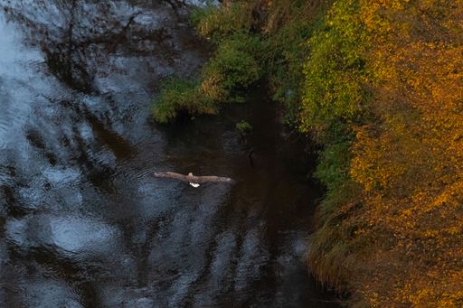 Vorschau Bild von Erfolgreiche Seeadlerbrut im Thayatal