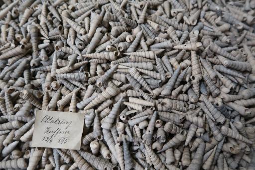 Lade mit hunderten Schalen von Turmschnecken aus
Ottakring im Naturhistorischen Museum Wien. Die Schalen sind 14
Millionen Jahre alt und geben Hinweis auf die Lebensbedingungen des
subtropischen Meeres, das Wien bedeckte.