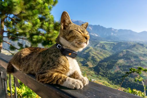  Katzen lieben Routinen und so besuchen viele von ihnen regelmäßig
ihre Nachbarn. / Weiterer Text über ots und
www.presseportal.de/nr/169617 / Die Verwendung dieses Bildes für
redaktionelle Zwecke ist unter Beachtung aller mitgeteilten
Nutzungsbedingungen zulässig und dann auch honorarfrei.
Veröffentlichung ausschließlich mit Bildrechte-Hinweis.