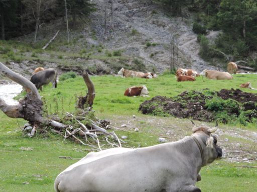 Vorschau Bild von laveras Ziel - Naturkulturerbe gemeinsam bewahren für die
traditionelle Viehwirtschaft auf den Hochalmen im Naturpark
Karwendel / Weiterer Text über ots und www.presseportal.de/nr/64783
/ Die Verwendung dieses Bildes für redaktionelle Zwecke ist unter
Beachtung aller mitgeteilten Nutzungsbedingungen zulässig und dann
auch honorarfrei. Veröffentlichung ausschließlich mit
Bildrechte-Hinweis.
