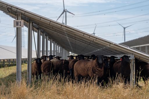 Vorschau Bild von PÜSPÖK Super-Hybridpark mit Schafen: Erneuerbare
Energien im Einklang mit Naturschutz und Landwirtschaft