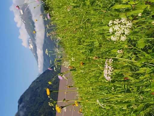 Vorschau Bild von Eine Bergmähwiese im Tiroler Paznauntal