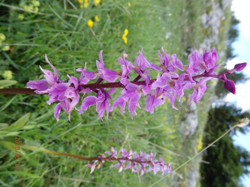 Traditional agriculture ensures biodiversity in mountain hay meadows