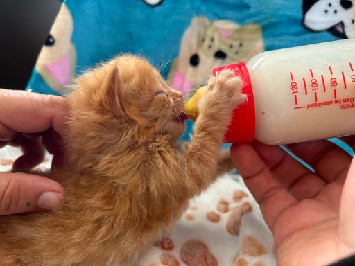 Dubioser Fall verwaister Katzenbabys vor Weltkatzentag