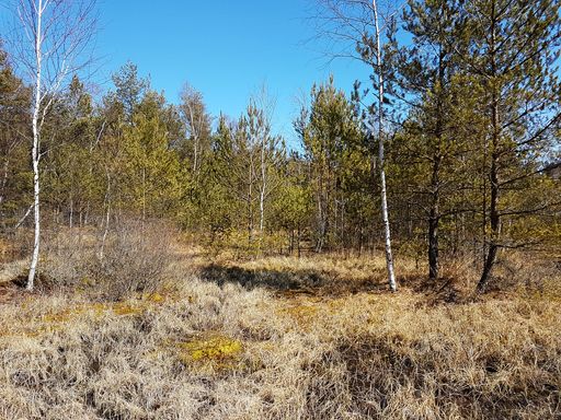 Hochmoor Teilfläche