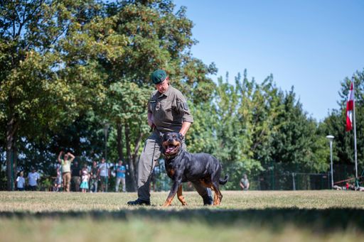 Vorschau Bild von Bundesheer: 60 Jahre Militärhundezentrum