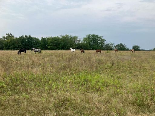 AVISO: Press event September 6, 2024, 10 a.m., project start for the preservation of Pannonian sand dunes through horse grazing in Lassee