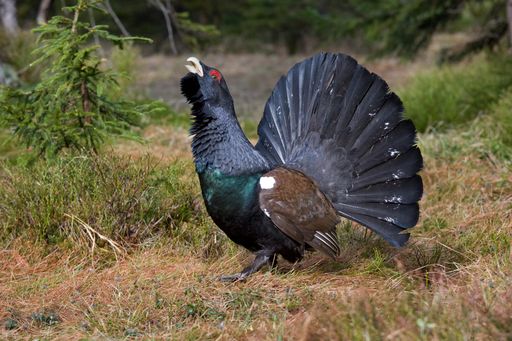 Auerhuhn in Vorarlberg