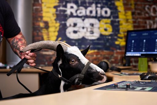 Vorschau Bild von Der Rocksender Radio 88.6 ist ja für außergewöhnliche Aktionen
bekannt, doch diesmal haben sie “den Bock abgeschossen”. Radio
88.6-Morningshow-Anchor “Der Timpel” kommt rechtzeitig zum
Schulstart aus seiner Sommerpause zurück - und das mit
buchstäblichen Rock-Horns! Er ist mit einem Ziegenbock ins Studio
gekommen!