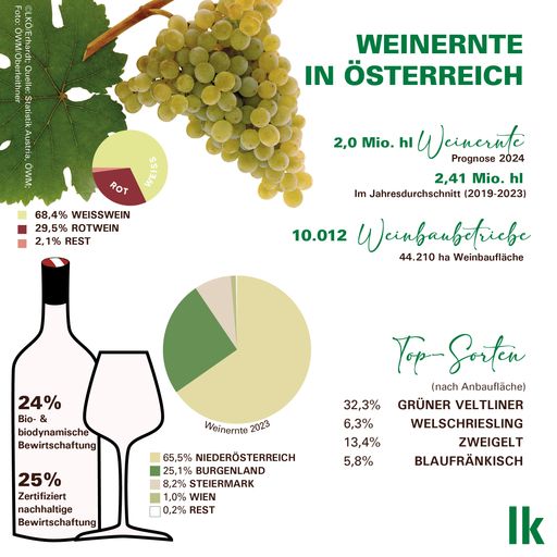 Vorschau Bild von Grafik Weinernte 2024