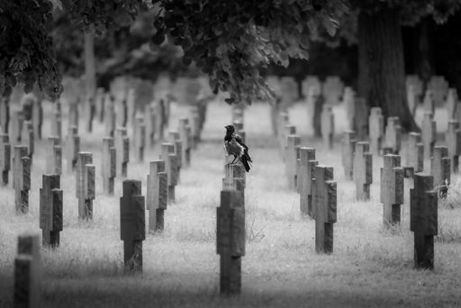  Krähe auf Kriegsgräber-Areal am Wiener Zentralfriedhof