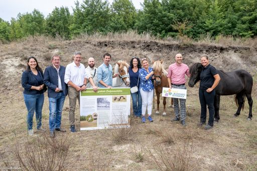 Icelandic horses save Lower Austria’s dunes: grazing initiative starts in Lassee’s nature reserves