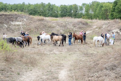 Vorschau Bild von Beim Lokalaugenschein in der Marktgemeinde Lassee wurden die
Flächen der Naturschutzgebiete und das Beweidungsprojekt
vorgestellt. Die Flächen werden durch die Islandpferde des örtlichen
Islandpferdehofs unter der Leitung von Pferdewirtin Petra Busam
extensiv beweidet.