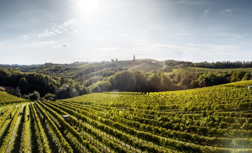 Vorschau Bild von Weingut DVERI PAX in Slowenien