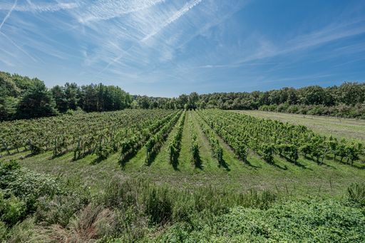 Vorschau Bild von Insgesamt rund 7 Hektar Weingärten werden versteigert