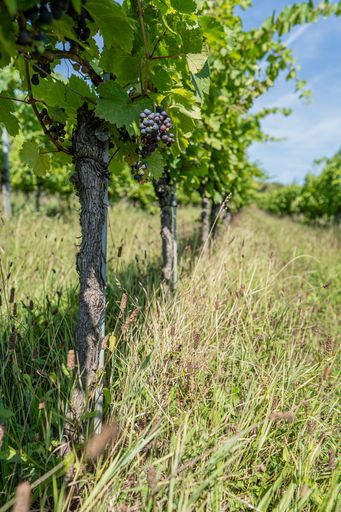 Vorschau Bild von In den Weingärten wachsen Rebsorten wie Blaufränkisch oder
Rotburger