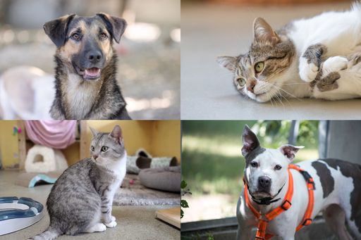  Mars Austria und Tierschutz Austria geben Tipps, wie die Adoption
von Hund und Katze gelingt.