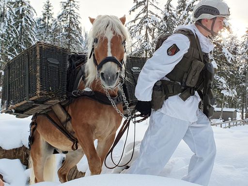 Vorschau Bild von Ausbildung mit Pferd in Hochfilzen