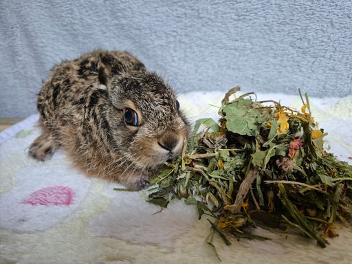 Verletztes Feldhasenbaby wird von der Pfotenhilfe gepflegt