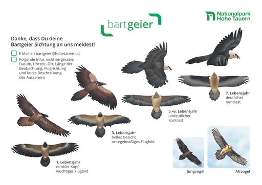  Hilfe zur Bestimmung von Bartgeiern.