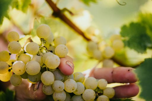  Prächtige Trauben lassen Top Jahrgang erwarten Die Weinernte in
der Steiermark hat dieses Jahr aufgrund der vielen Sonnentage ein
bis zwei Wochen früher als in den vergangenen Jahren begonnen.
Gelesen wurde ab Anfang September. Erwartet wird ein qualitativ sehr
guter Jahrgang mit reifen und gesunden Trauben.