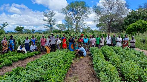 Auf sogenannten Testfeldern - wie hier in Malawi - üben
Bäuerinnen und Bauern neue Anbaumethoden wie Zwischenfruchtanbau.