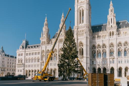 Vorschau Bild von Der Weihnachtsbaum für den Wiener Christkindlmarkt wurde am
Morgen auf dem Rathausplatz aufgestellt.