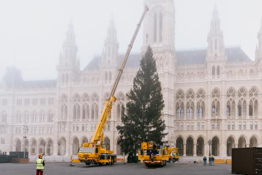 Vorschau Bild von Der Weihnachtsbaum für den Wiener Christkindlmarkt wurde am
Morgen auf dem Rathausplatz aufgestellt.