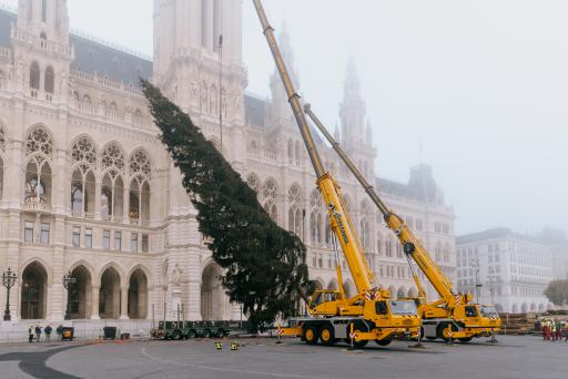 Vorschau Bild von Der Weihnachtsbaum für den Wiener Christkindlmarkt wurde am
Morgen auf dem Rathausplatz aufgestellt.