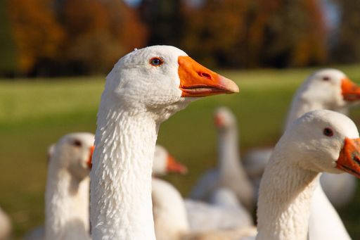 Martinigansl: only about a third of the geese from Austria