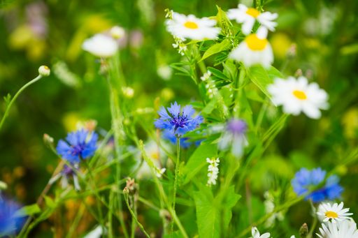 Vorschau Bild von Dank der Unterstützung von BestDrive by Continental konnte in
Oberzerz bei Linz in diesem Jahr eine 8.000 Quadratmeter große
Blühfläche angelegt werden. / Weiterer Text über ots und
https://www.ots.at/pressemappe/DE164801 / Die Verwendung dieses
Bildes für redaktionelle Zwecke ist unter Beachtung aller
mitgeteilten Nutzungsbedingungen zulässig und dann auch honorarfrei.
Veröffentlichung ausschließlich mit Bildrechte-Hinweis.